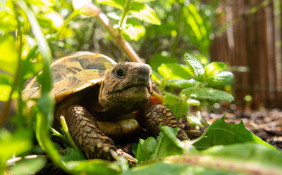 Amputee Perspectives: Be the Tortoise by Beth Hudson LBKA